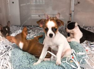 סיפור הצלה לדוגמה